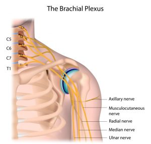 brachial plexus shoulder diagram