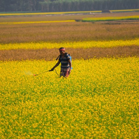 Person applying pesticide
